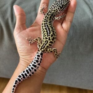 IMG_4009 jual leopard gecko tug snow reverse stripe betina indukan rare