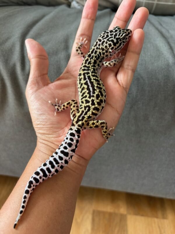 jual leopard gecko tug snow reverse stripe betina indukan rare