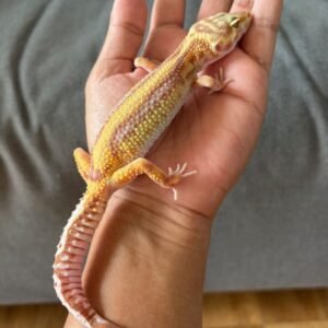 IMG_4013 jual gecko tremper bold stripe betina indukan minus murah
