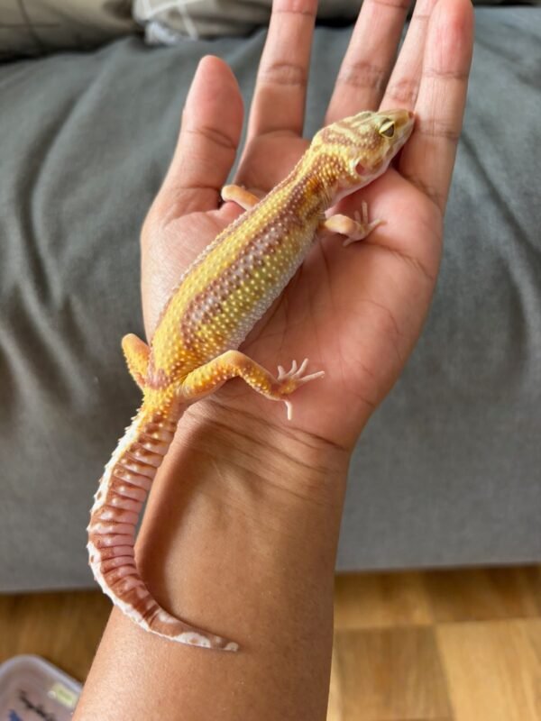 IMG_4013 jual gecko tremper bold stripe betina indukan minus murah