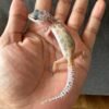 IMG_4021 jual gecko murphy's patternless black night cross het raptor incub jantan baby rare