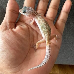 IMG_4021 jual gecko murphy's patternless black night cross het raptor incub jantan baby rare