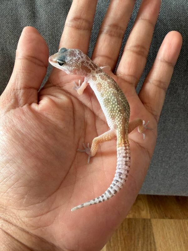 IMG_4021 jual gecko murphy's patternless black night cross het raptor incub jantan baby rare
