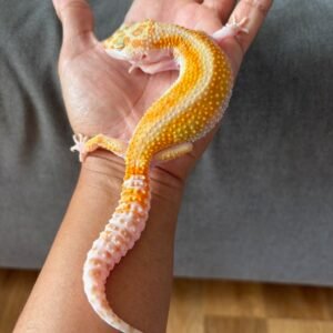 IMG_4028 jual gecko white & yellow tremper red stripe betina indukan rare
