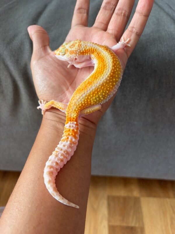 IMG_4028 jual gecko white & yellow tremper red stripe betina indukan rare