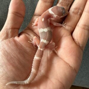 IMG_4030 jual gecko black night mack snow raptor incub jantan baby
