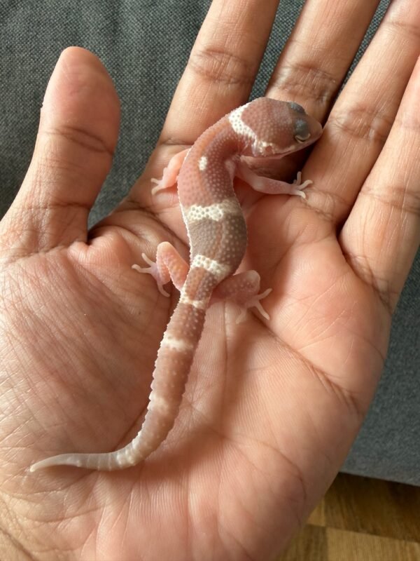 IMG_4030 jual gecko black night mack snow raptor incub jantan baby