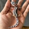 IMG_4042 jual gecko mack snow bold stripe jantan bahan kontes