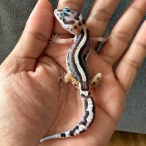 IMG_4042 jual gecko mack snow bold stripe jantan bahan kontes