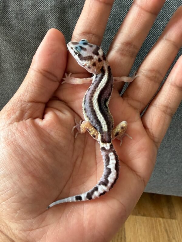 IMG_4042 jual gecko mack snow bold stripe jantan bahan kontes
