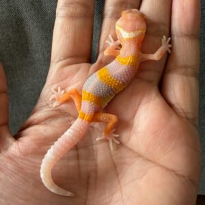 IMG_4045 jual gecko bell lavender incub betina baby murah