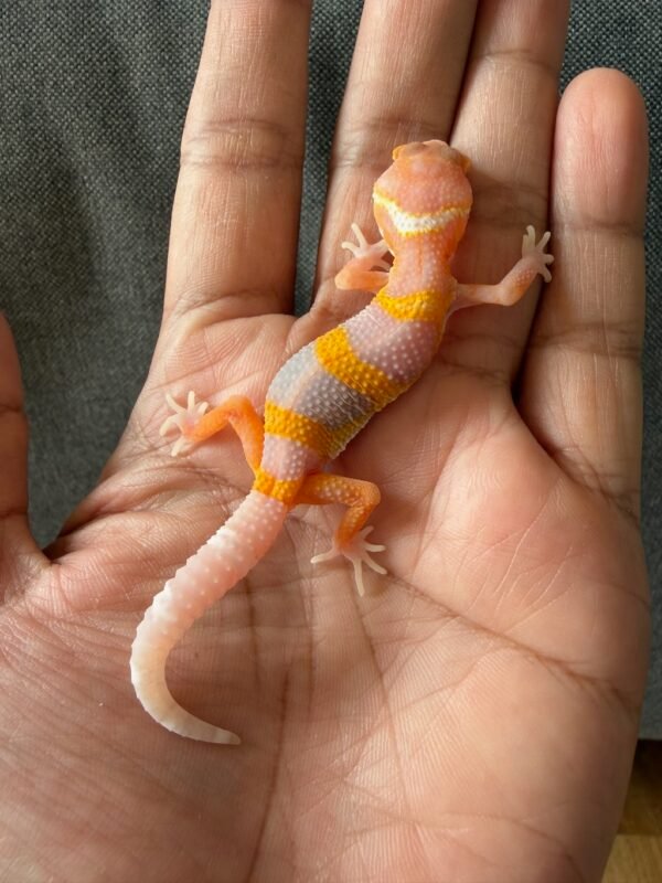 IMG_4045 jual gecko bell lavender incub betina baby murah