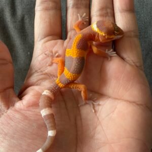 IMG_4047 jual gecko tangerine chocolate jungle incub jantan baby murah