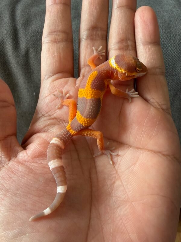 jual gecko tangerine chocolate jungle incub jantan baby murah