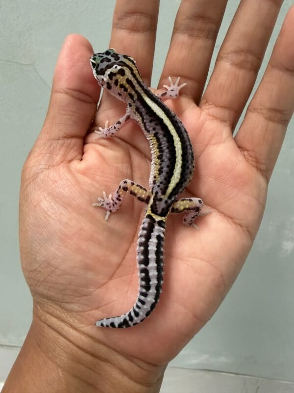 IMG_4260 jual gecko mack snow bold stripe het tremper jantan bahan bagus