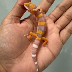 IMG_4310 jual gecko tremper emerine cross poss giant ph raptor incub jantan baby