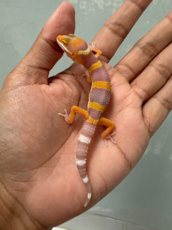 IMG_4310 jual gecko tremper emerine cross poss giant ph raptor incub jantan baby