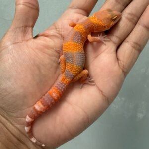 IMG_4313 jual gecko sunspot tomato line jantan