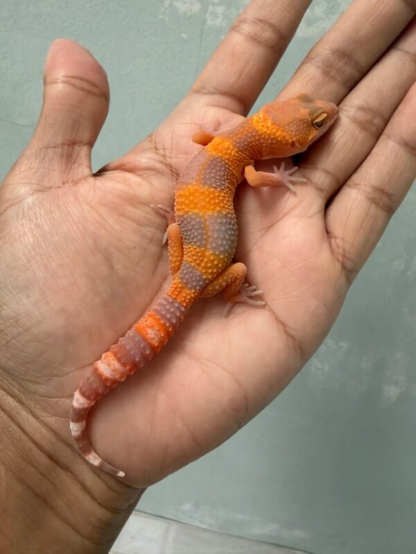 jual gecko sunspot tomato line jantan