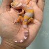 IMG_4319 jual gecko giant tangerine albino betina baby