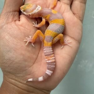 IMG_4319 jual gecko giant tangerine albino betina baby
