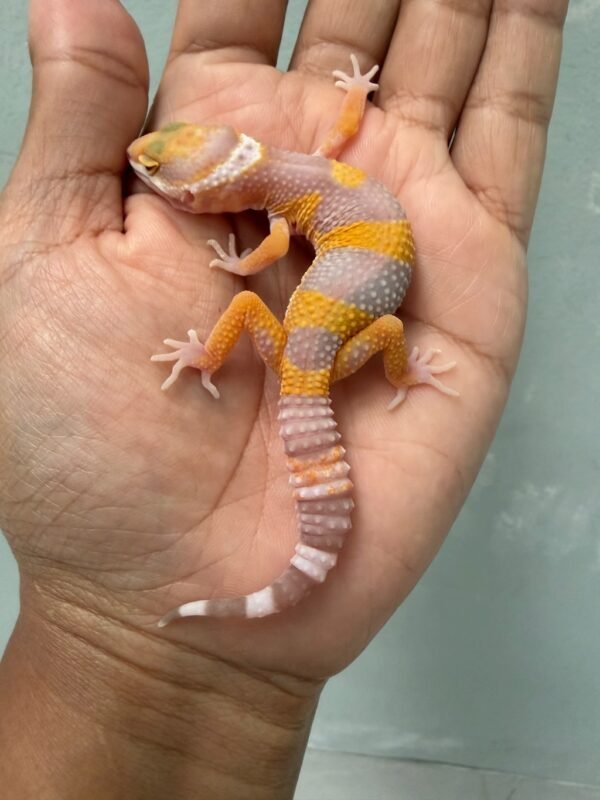 IMG_4319 jual gecko giant tangerine albino betina baby