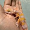 IMG_4320 Giant Tangerine Albino - Betina - R262025