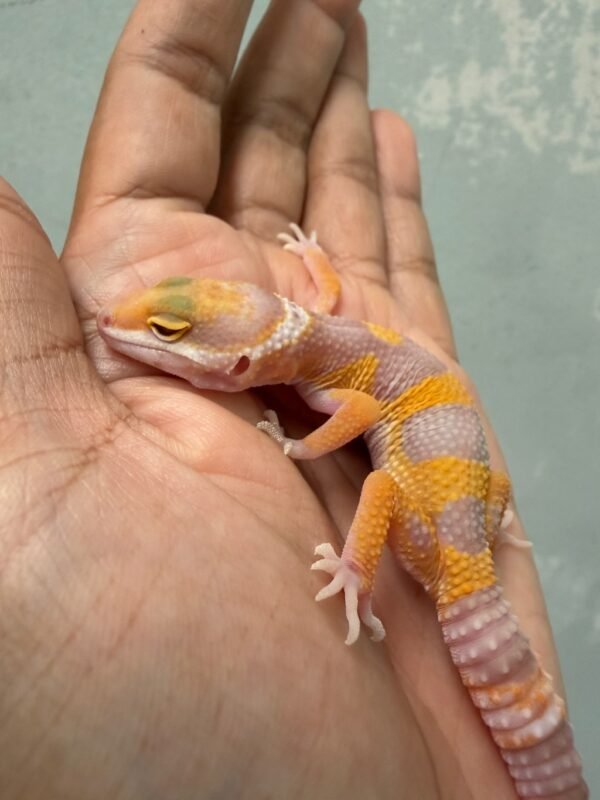 IMG_4320 Giant Tangerine Albino - Betina - R262025