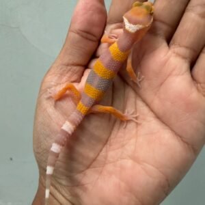 IMG_4325 jual gecko tangerine albino fire line incub jantan baby
