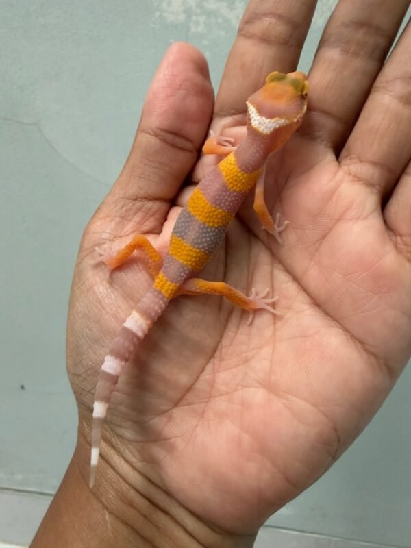 IMG_4325 jual gecko tangerine albino fire line incub jantan baby