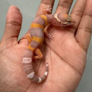 IMG_4344 jual gecko tangerine albino poss giant incub betina baby