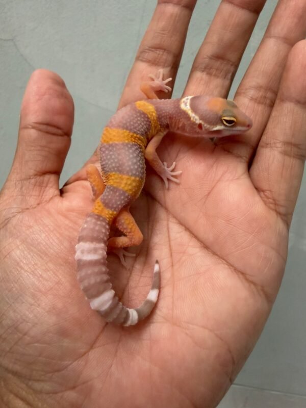 jual gecko tangerine albino poss giant incub betina baby