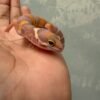 Tangerine Albino poss Giant - incub Betina - R261913