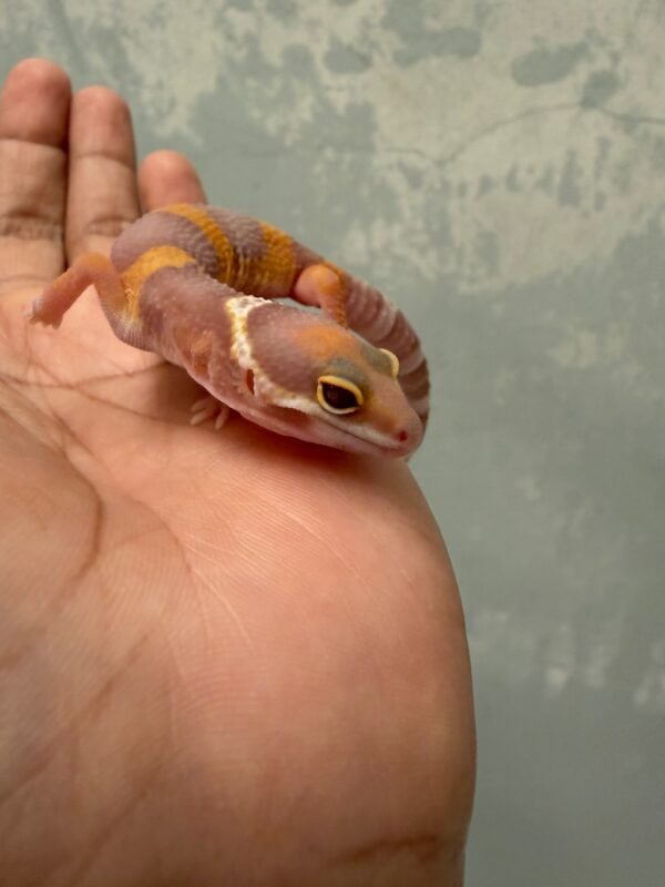 Tangerine Albino poss Giant - incub Betina - R261913