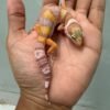 IMG_4349 jual gecko tremper poss giant ph ember jantan