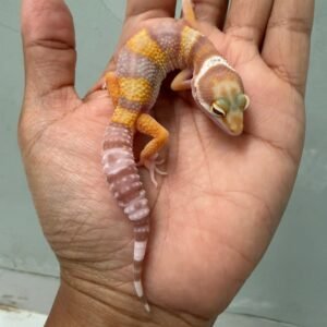 IMG_4349 jual gecko tremper poss giant ph ember jantan