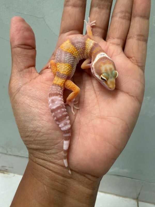 IMG_4349 jual gecko tremper poss giant ph ember jantan