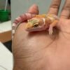 IMG_4350 Tremper poss Giant ph Ember - Jantan - R261771