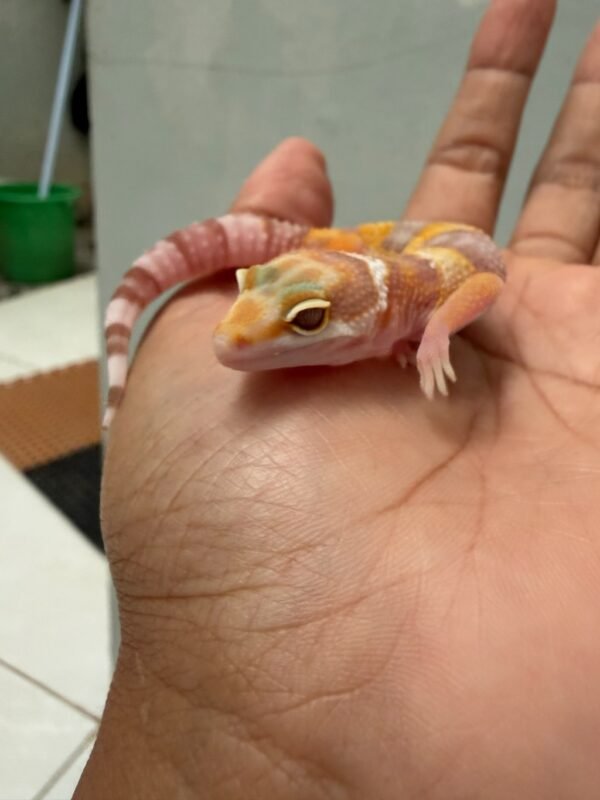IMG_4350 Tremper poss Giant ph Ember - Jantan - R261771