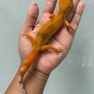 IMG_4352 jual gecko shtctb emerine black night cross betina indukan