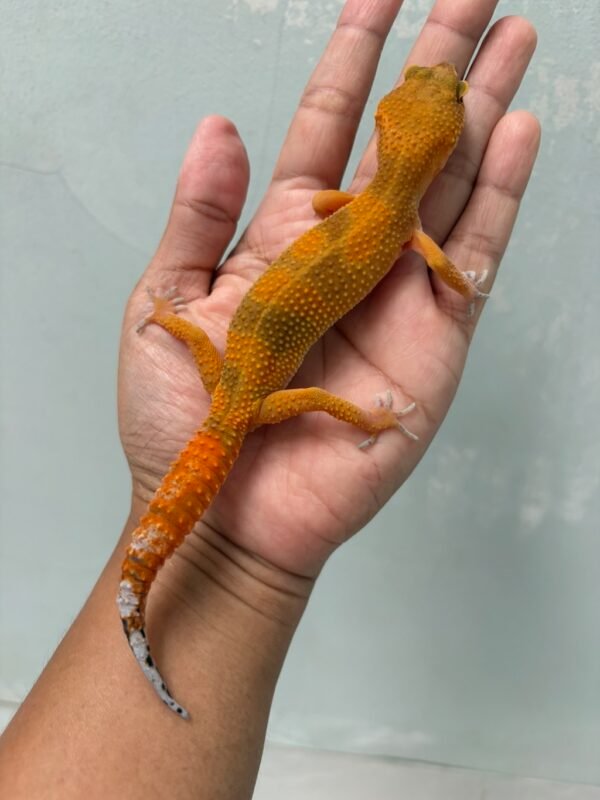 IMG_4352 jual gecko shtctb emerine black night cross betina indukan
