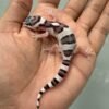 IMG_4355 jual gecko white & yellow mack snow incub jantan baby