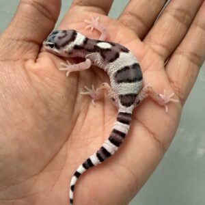IMG_4355 jual gecko white & yellow mack snow incub jantan baby