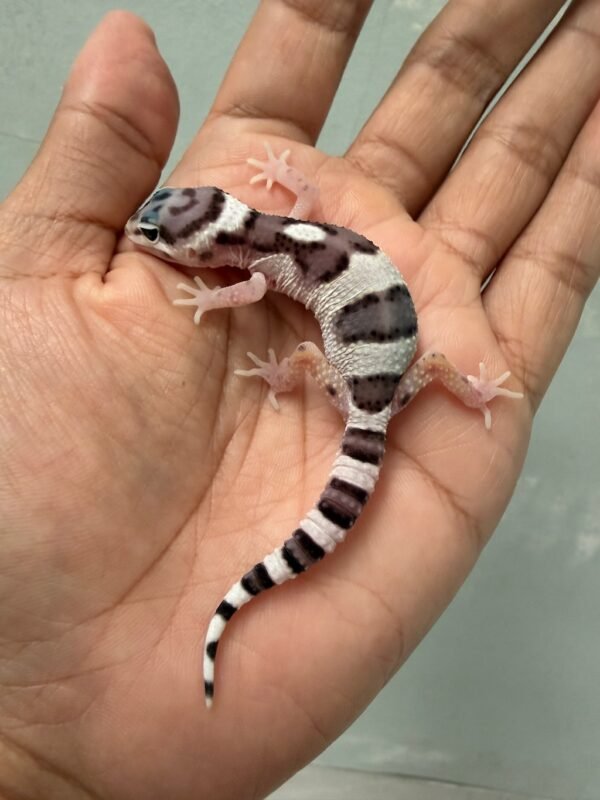 IMG_4355 jual gecko white & yellow mack snow incub jantan baby