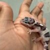 IMG_4356 White & Yellow Mack Snow het Tremper - incub Jantan - R262248 - HIGH EXPRESSION