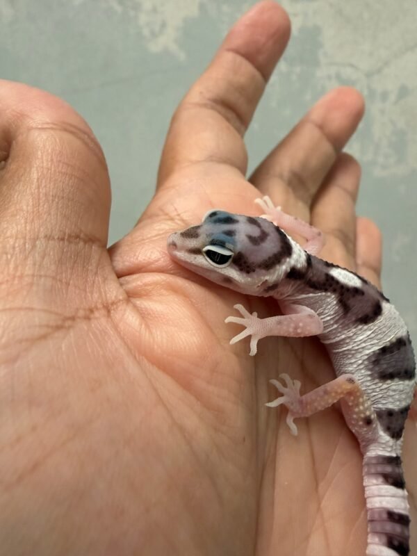 IMG_4356 White & Yellow Mack Snow het Tremper - incub Jantan - R262248 - HIGH EXPRESSION