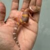 IMG_4361 jual gecko tangerine chocolate incub betina baby