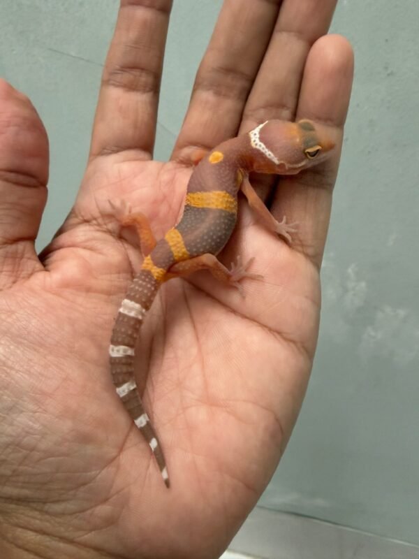 IMG_4361 jual gecko tangerine chocolate incub betina baby