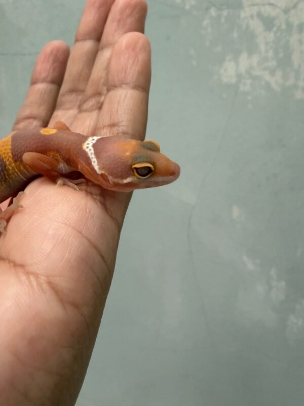IMG_4362 Tangerine Chocolate - incub Betina - R261914