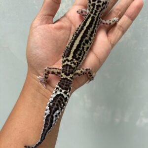jual gecko mack snow black night stripe het eclipse betina indukan bahan panda